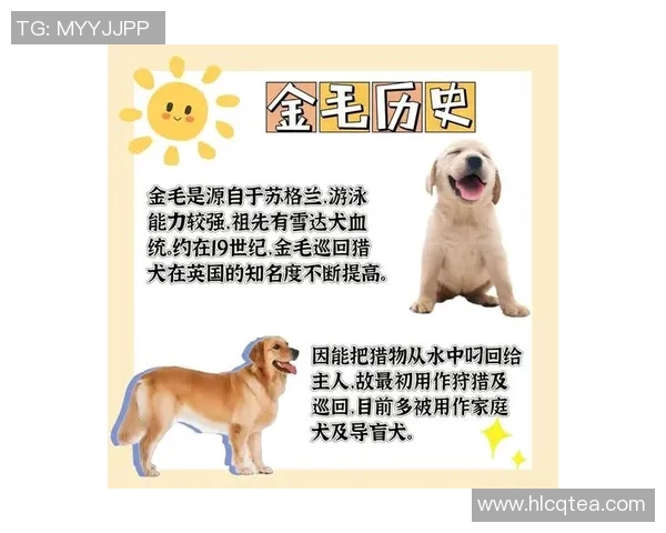 养金毛犬的足球明星们都有哪些他们的故事和生活趣事分享 养金毛犬的足球明星们都有哪些他们的故事和生活趣事分享